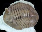 Asaphus Holmi Trilobite - Scare Asaphid #89055-1